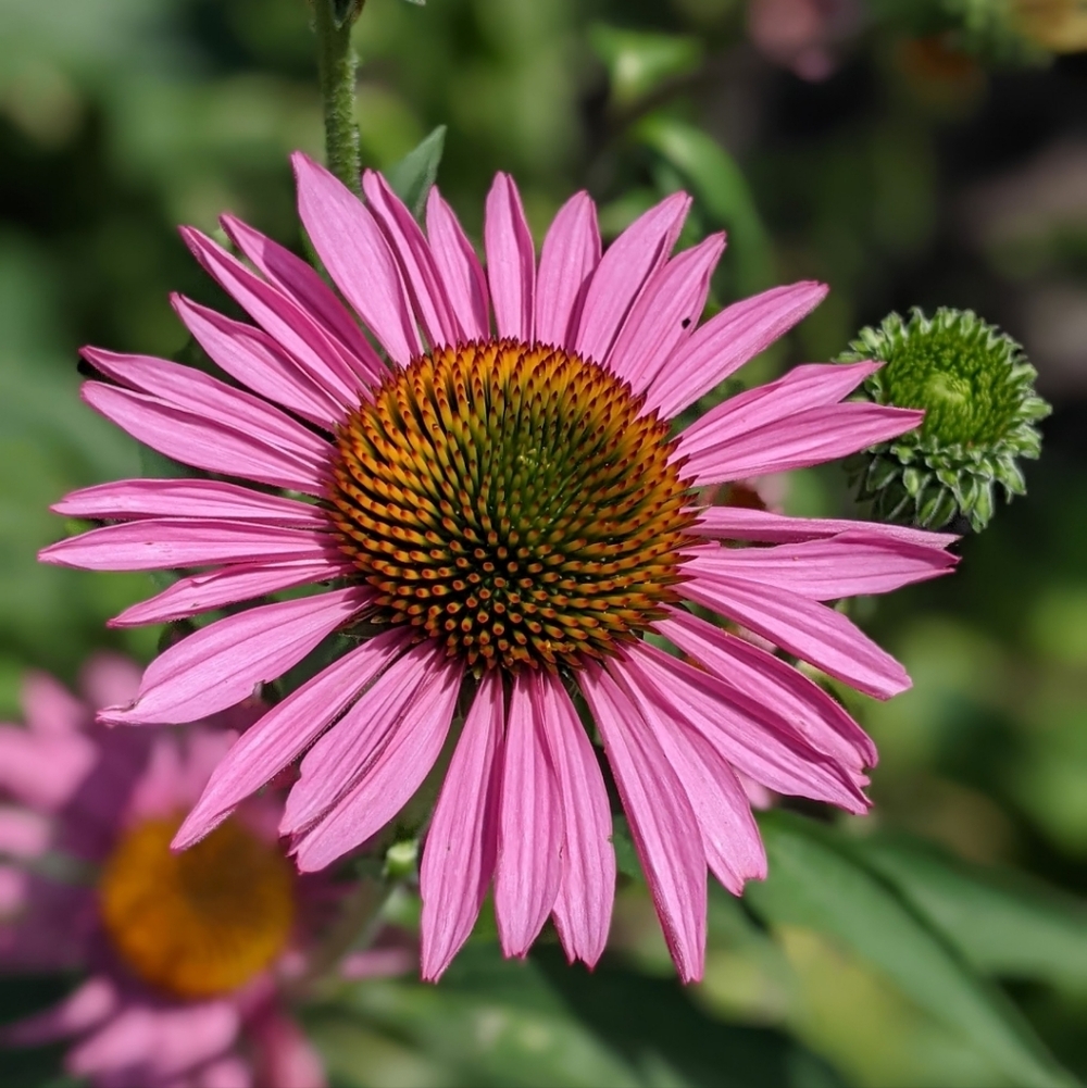 Coneflower Seed Packet - Picture 3 of 7